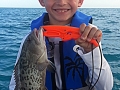 Gag Grouper