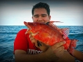 Hogfish