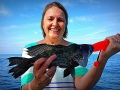 Black Seabass