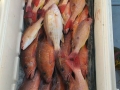 Box-o-Snapper