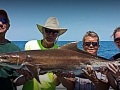 Cobia (1)