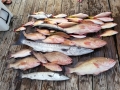 Grouper