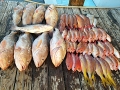 Grouper and Yellowtail