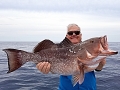 Red Grouper