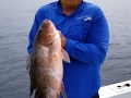 Mangrove Snapper