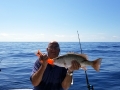 Mangrove Snapper