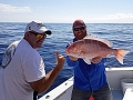 Red Snapper