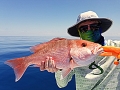 Red Snapper