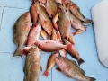 Red Snapper