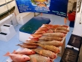 Red Snapper