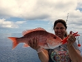 Red Snapper