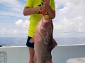 Red Grouper