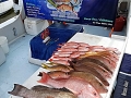 Red Snapper