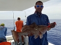 Red Grouper