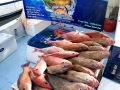 Red Snapper