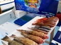 Red Grouper