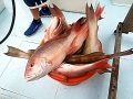 Red Snapper