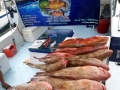 Red Snapper