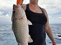 Mangrove Snapper