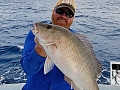 Mangrove Snapper