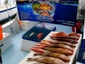 Red Grouper