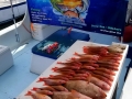 Red Grouper